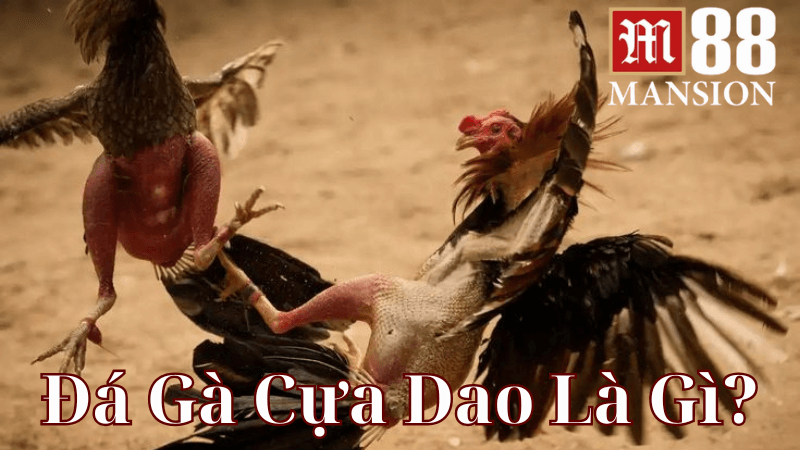 Đá Gà Cựa Dao Là Gì?