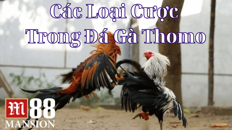 Tìm Hiểu Các Loại Cược Trong Đá Gà Thomo