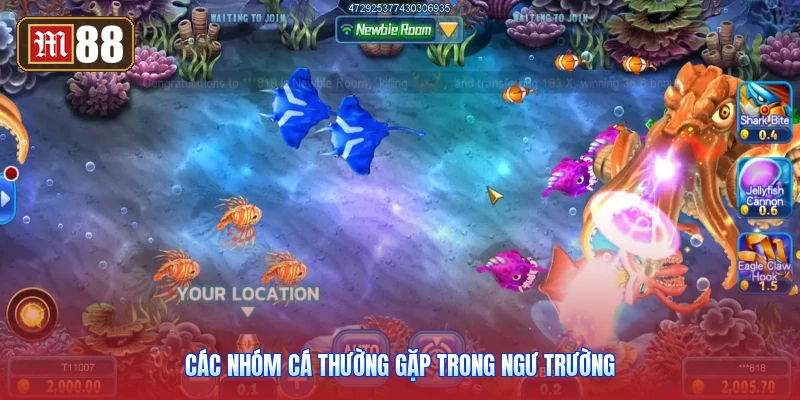 Các Nhóm Cá Thường Gặp Trong Ngư Trường